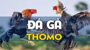 Cách chơi đá gà thomo và chiến lược đặt cược đỉnh cao